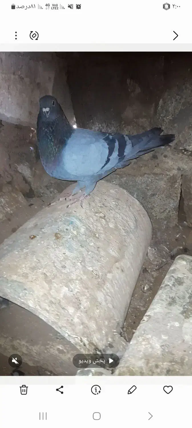 سلام به دوستان عزیز|پرنده|ریگان, |دیوار