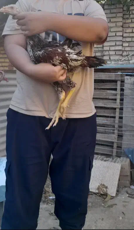 خروس لاری|حیوانات مزرعه|گنبد کاووس, |دیوار