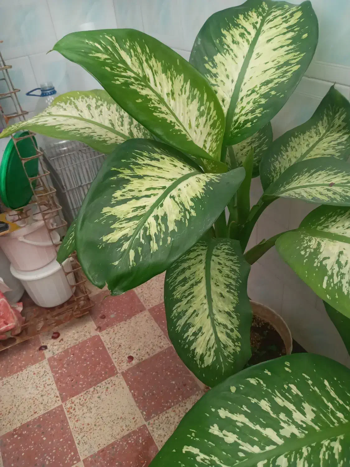 گل دیفن|گل و گیاه طبیعی|کازرون, |دیوار