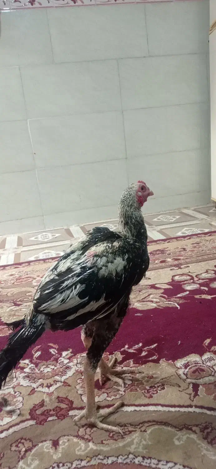 مرغ اصل لاری|حیوانات مزرعه|سراوان, |دیوار