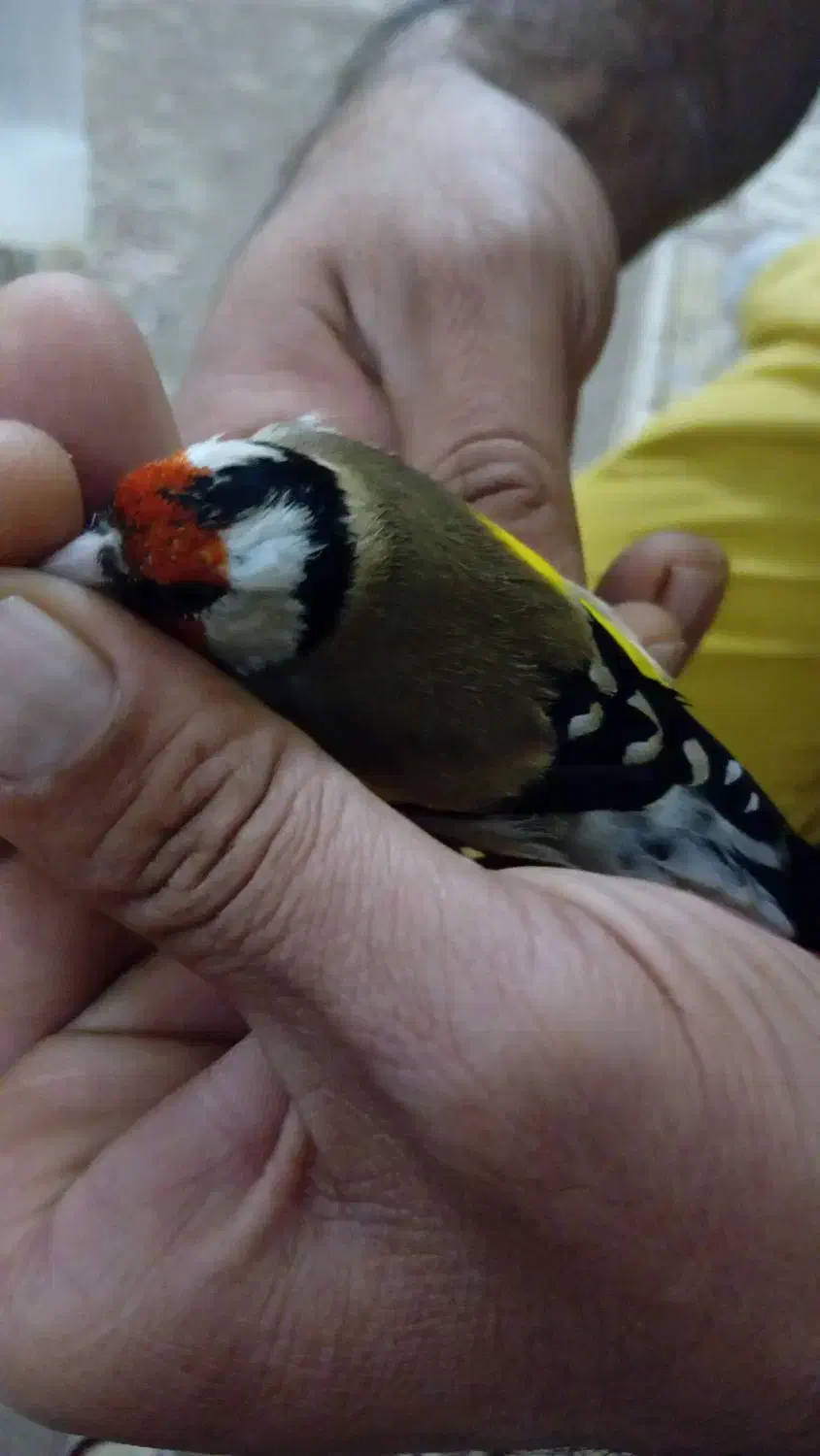 پرنده زیبا معاوضه ندارم|پرنده|میبد, |دیوار