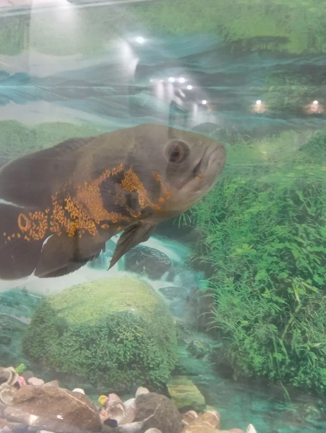 آکواریوم بزرگ سالم|ماهی|تایباد, |دیوار