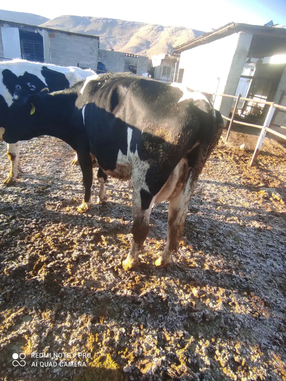 گاو|حیوانات مزرعه|شیراز, داریون|دیوار