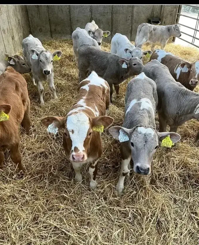 دام|حیوانات مزرعه|نظرآباد, شهرک فرهنگیان|دیوار