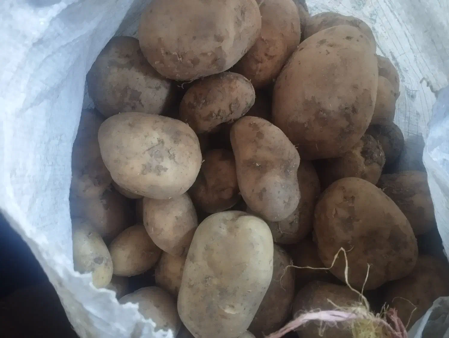 سیب زمینی|خوردنی و آشامیدنی|زاغه, |دیوار