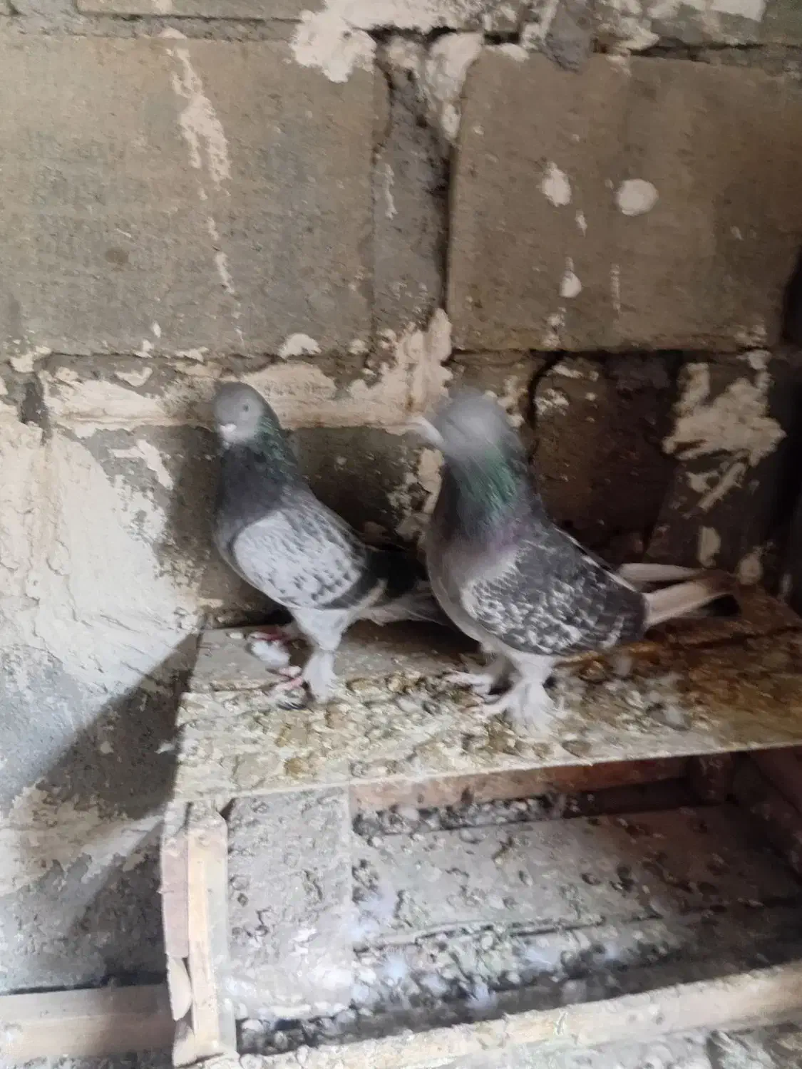 جفت ترکیه نرو ماده|پرنده|میاندوآب, |دیوار