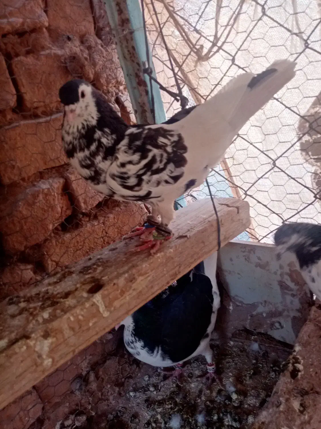 کبوتر|پرنده|باشتین, |دیوار