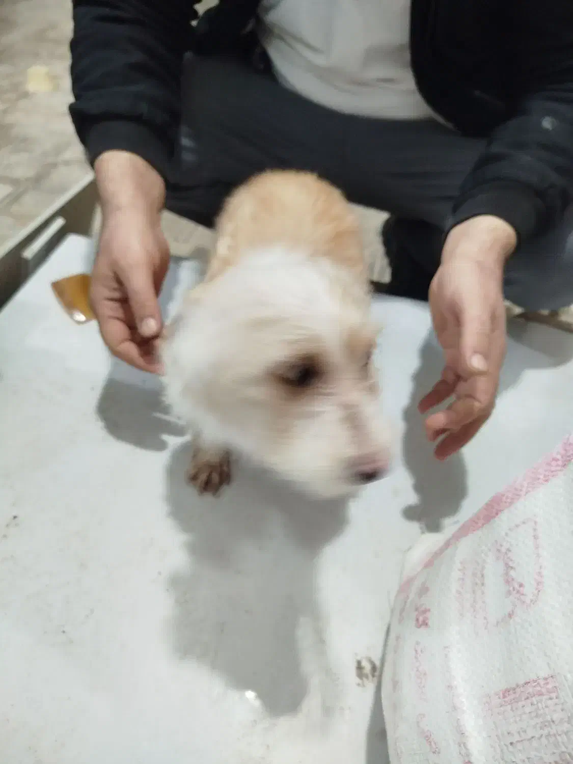 سگ خونگی.|سگ|تربت‌حیدریه, رضاشهر|دیوار