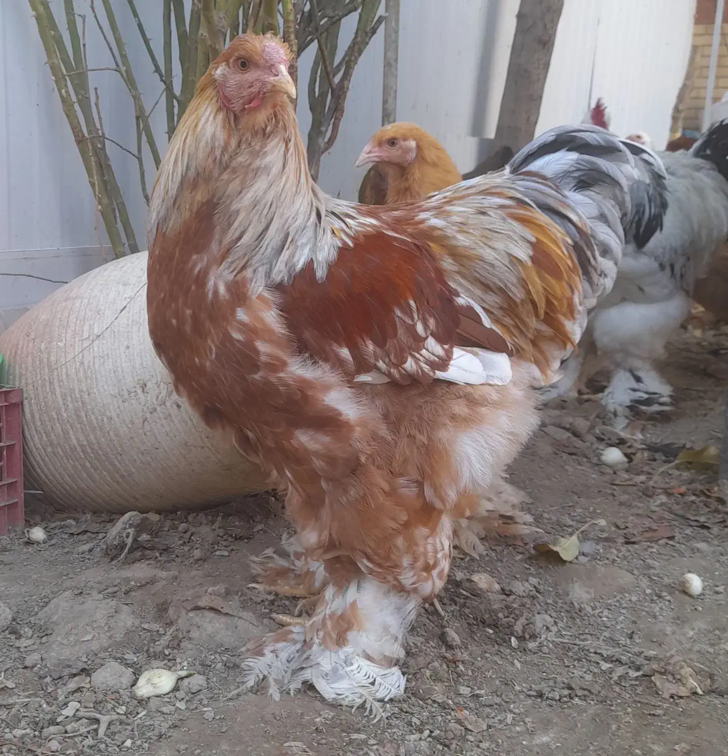 مرغ و خروس برهما تاقچه بوف بلوبوف پاتریج|حیوانات مزرعه|گلبهار, شهر جدید گلبهار|دیوار