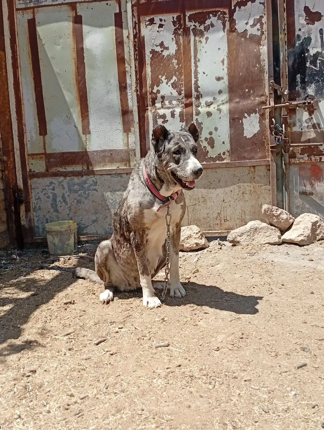 سگ ماده|سگ|زاوه, |دیوار