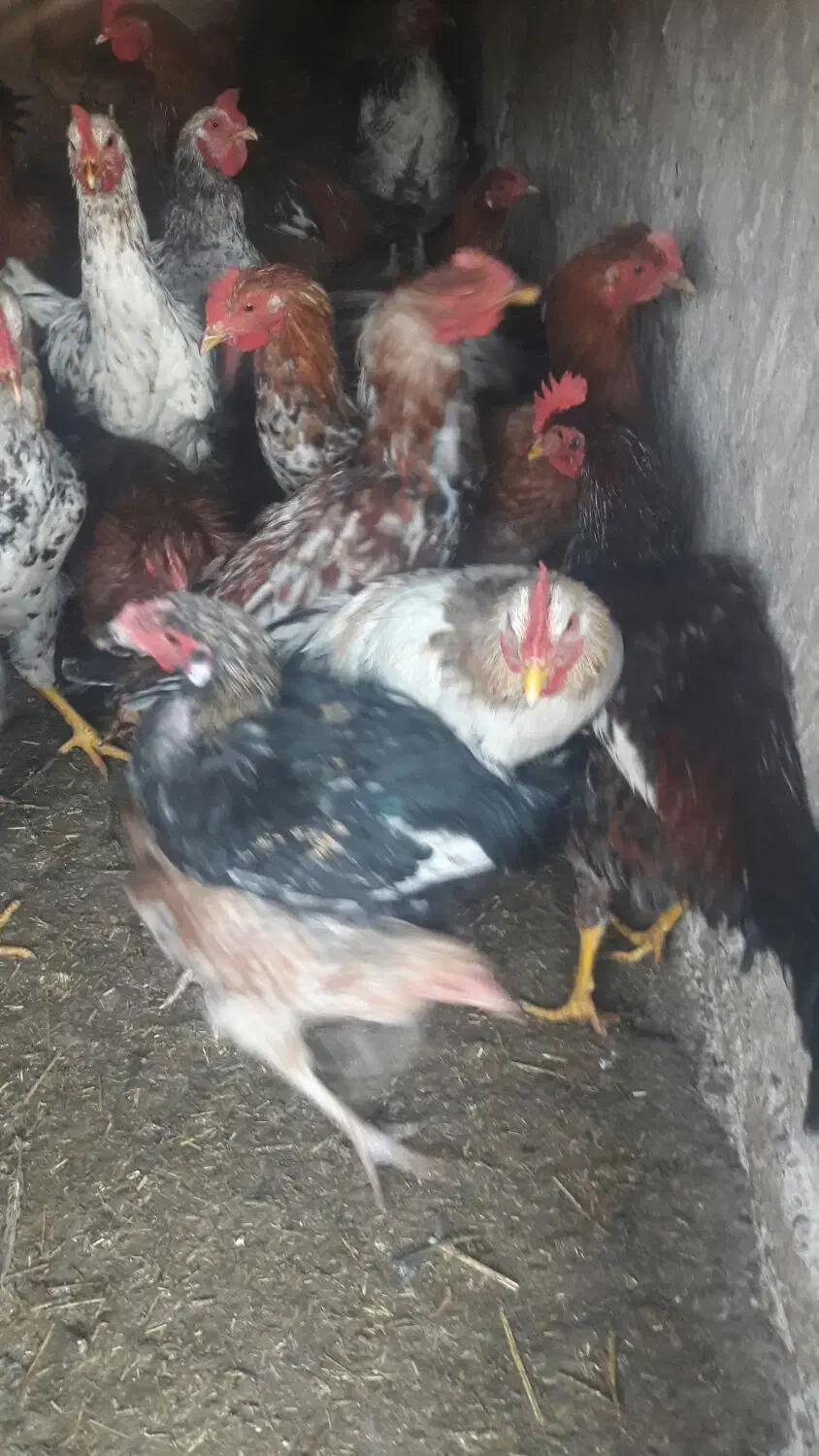 خروس جوان|حیوانات مزرعه|خوی, |دیوار