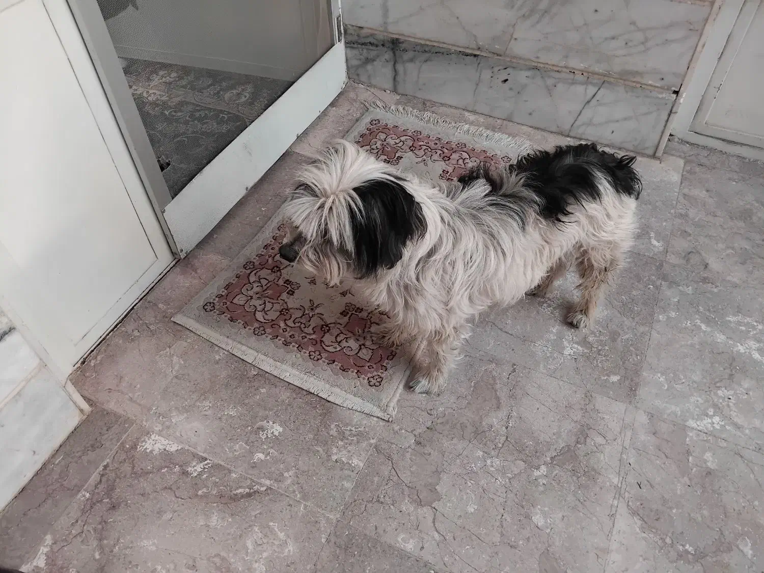 سگ شیتزو|سگ|بشاریات, |دیوار