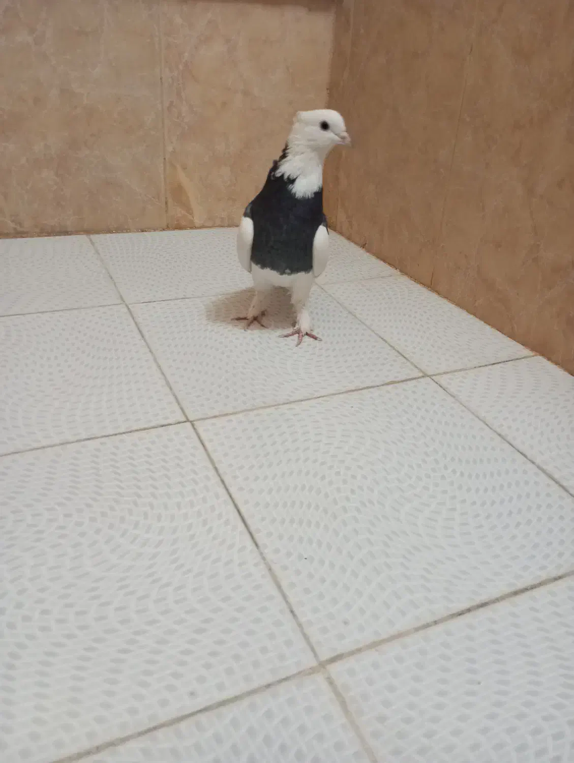 کفتر طوقی نر|پرنده|تربتحیدریه, کلاته توکلی|دیوار