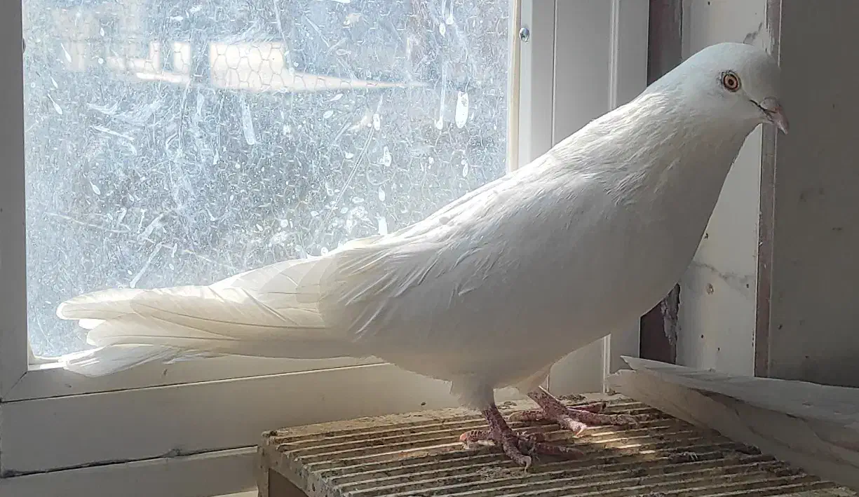 کبوتر تهرونی و بمبویی و دوکت|پرنده|اصفهان, ملک‌شهر|دیوار