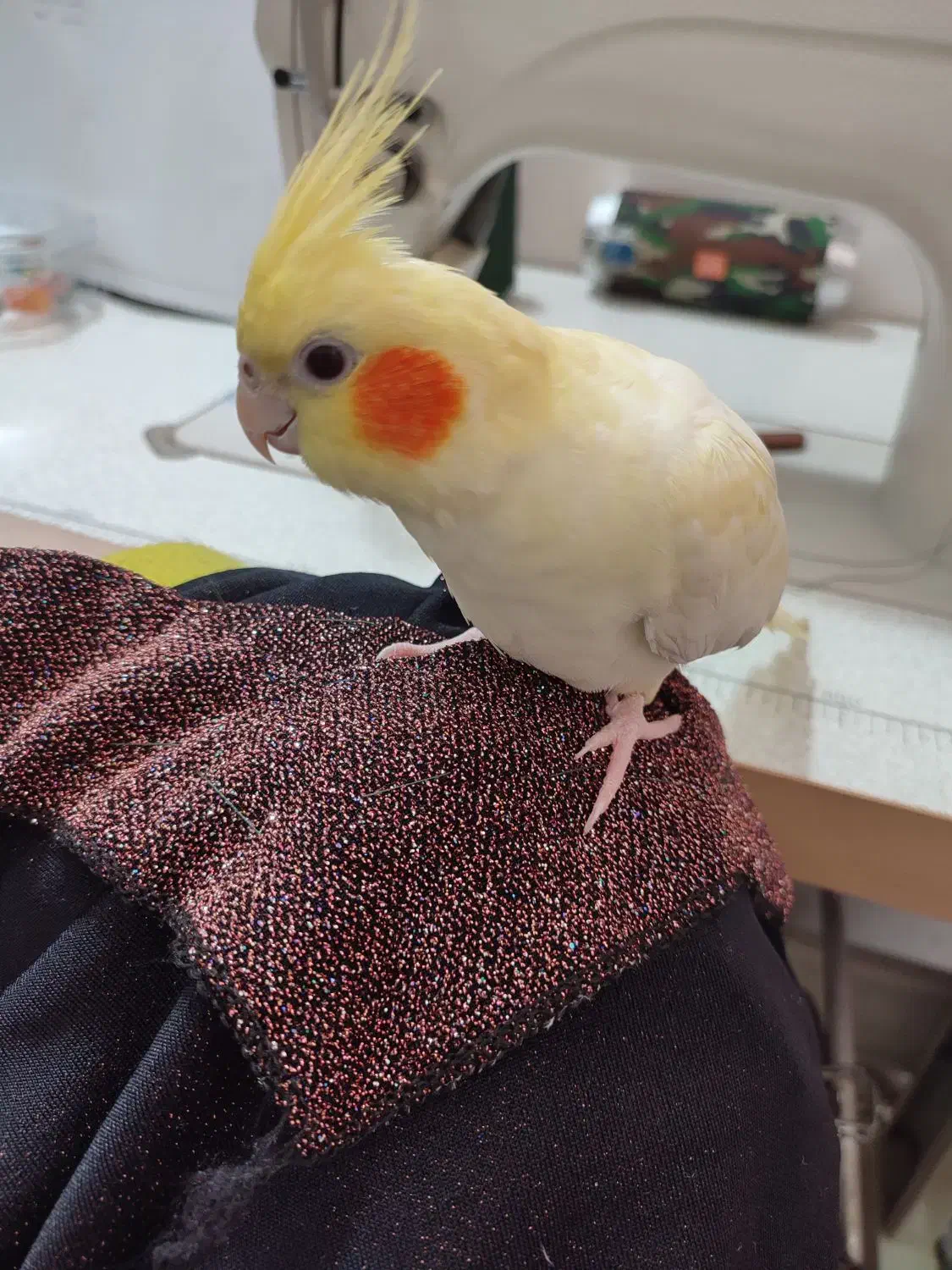 فروش عروس هلندی مولد به همراه تخم|پرنده|تولم شهر, |دیوار