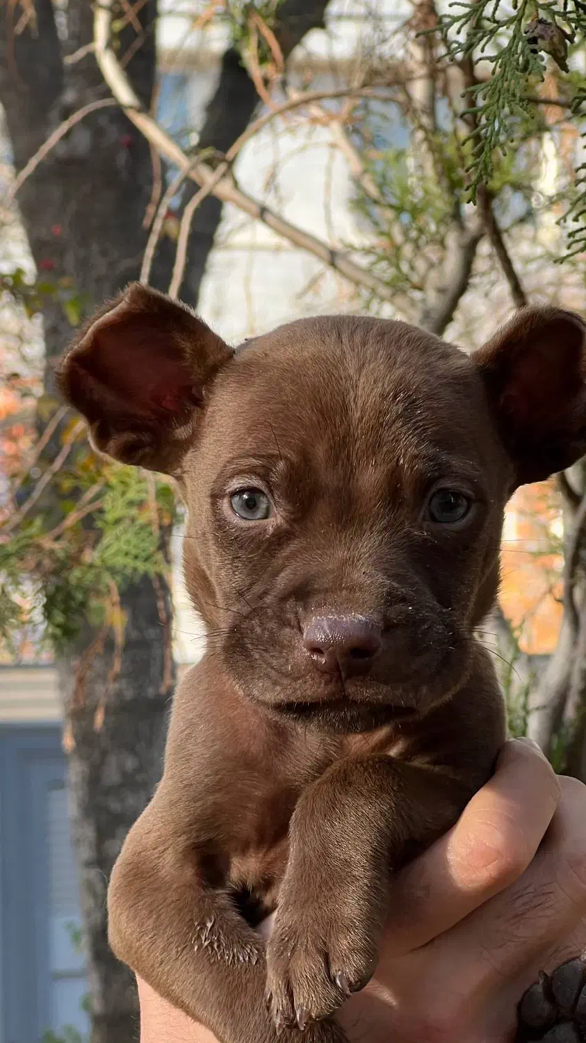 پیتبول رد نویز|سگ|اردبیل, |دیوار