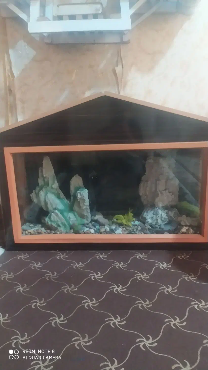 آکواریوم|ماهی|یاسوج, |دیوار