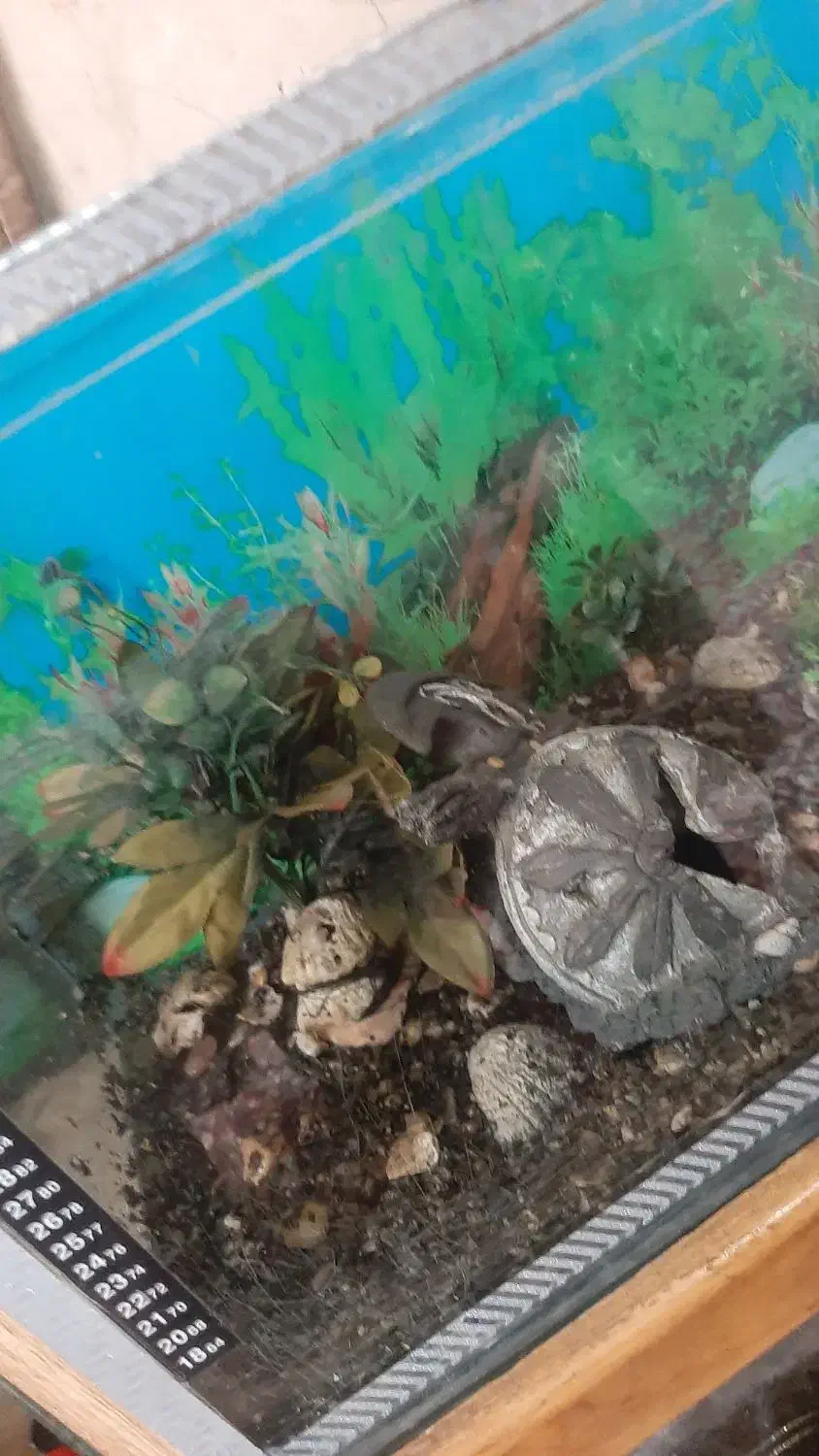 آکواریوم|ماهی|زابل, |دیوار