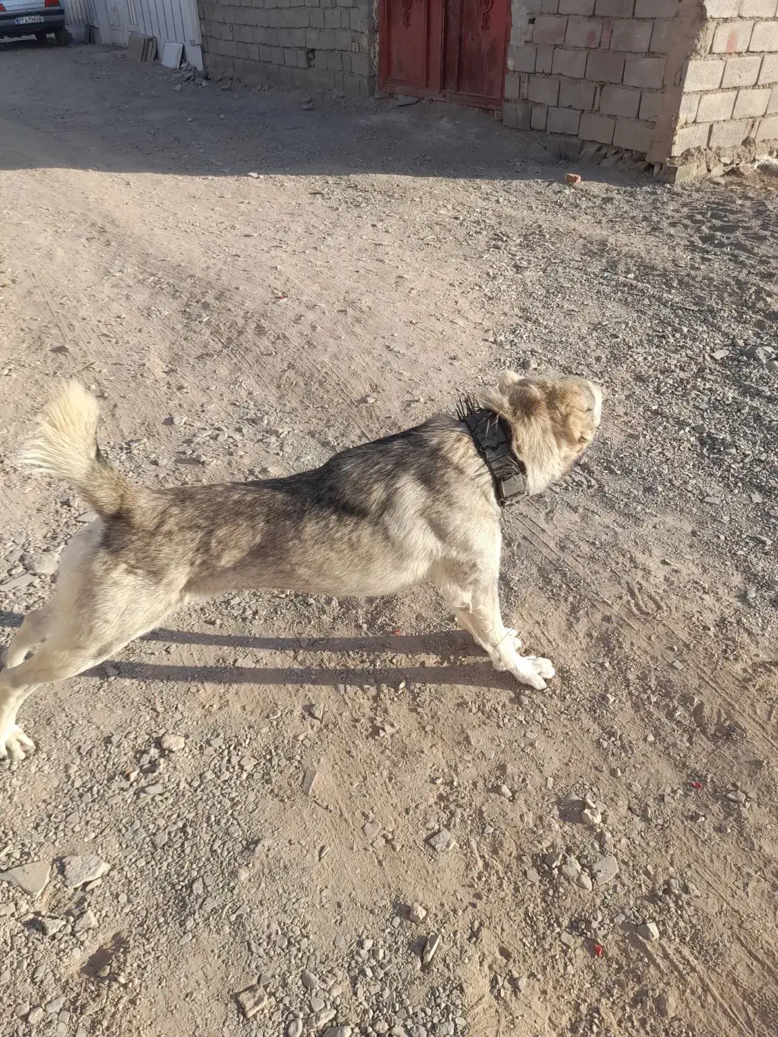 سلام دوستان سگ به شرط گله|سگ|بیرجند, |دیوار