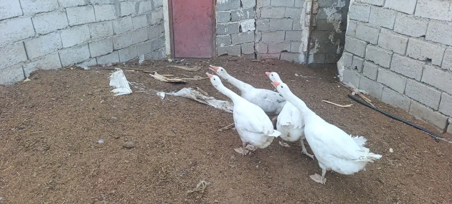 غاز محلی ارگانیک طبیعی برای شب چله|حیوانات مزرعه|اردبیل, |دیوار