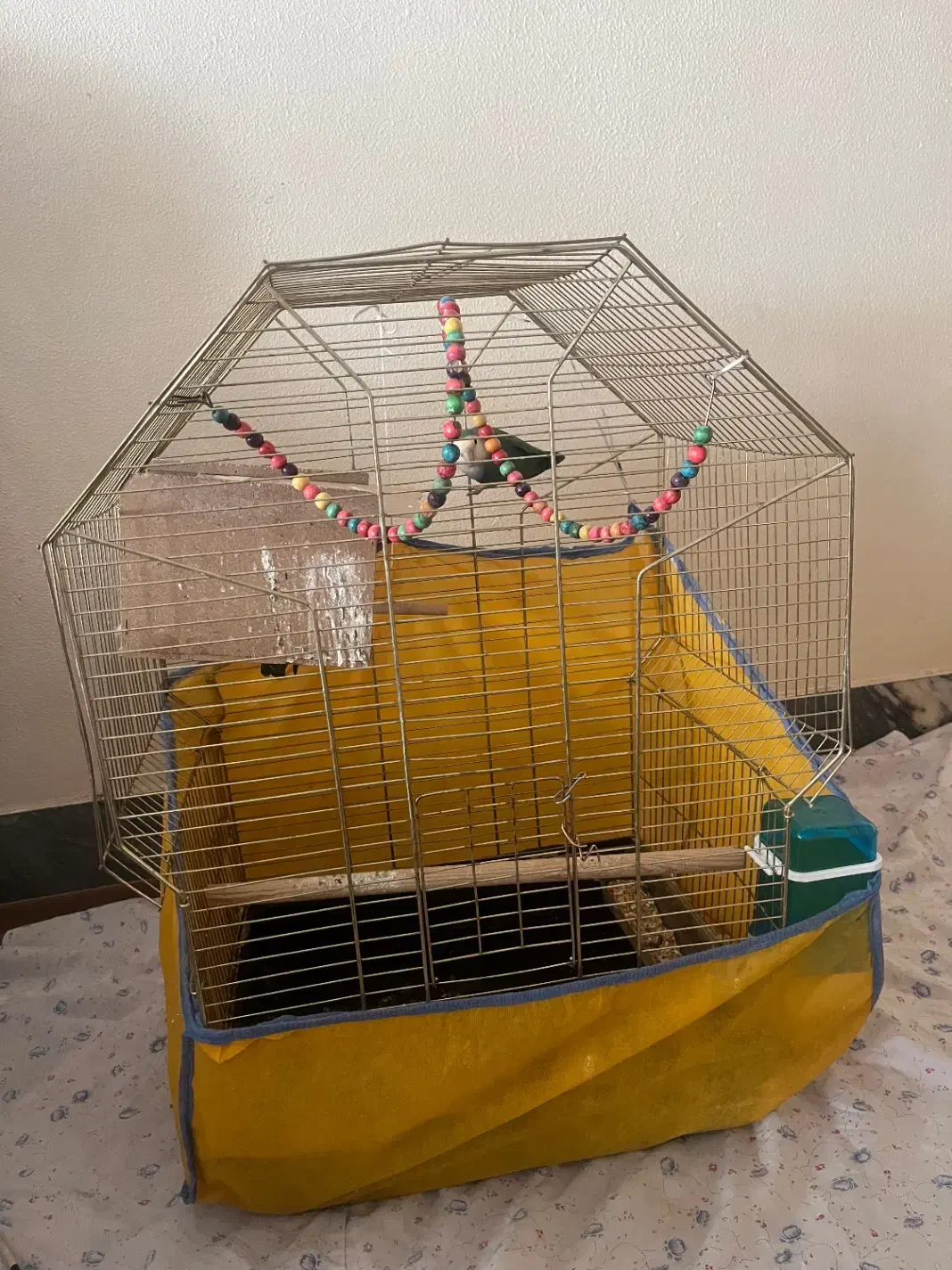 کوتوله برزیلی یک جفت|پرنده|شاهین‌شهر, شهرک ردانی پور|دیوار