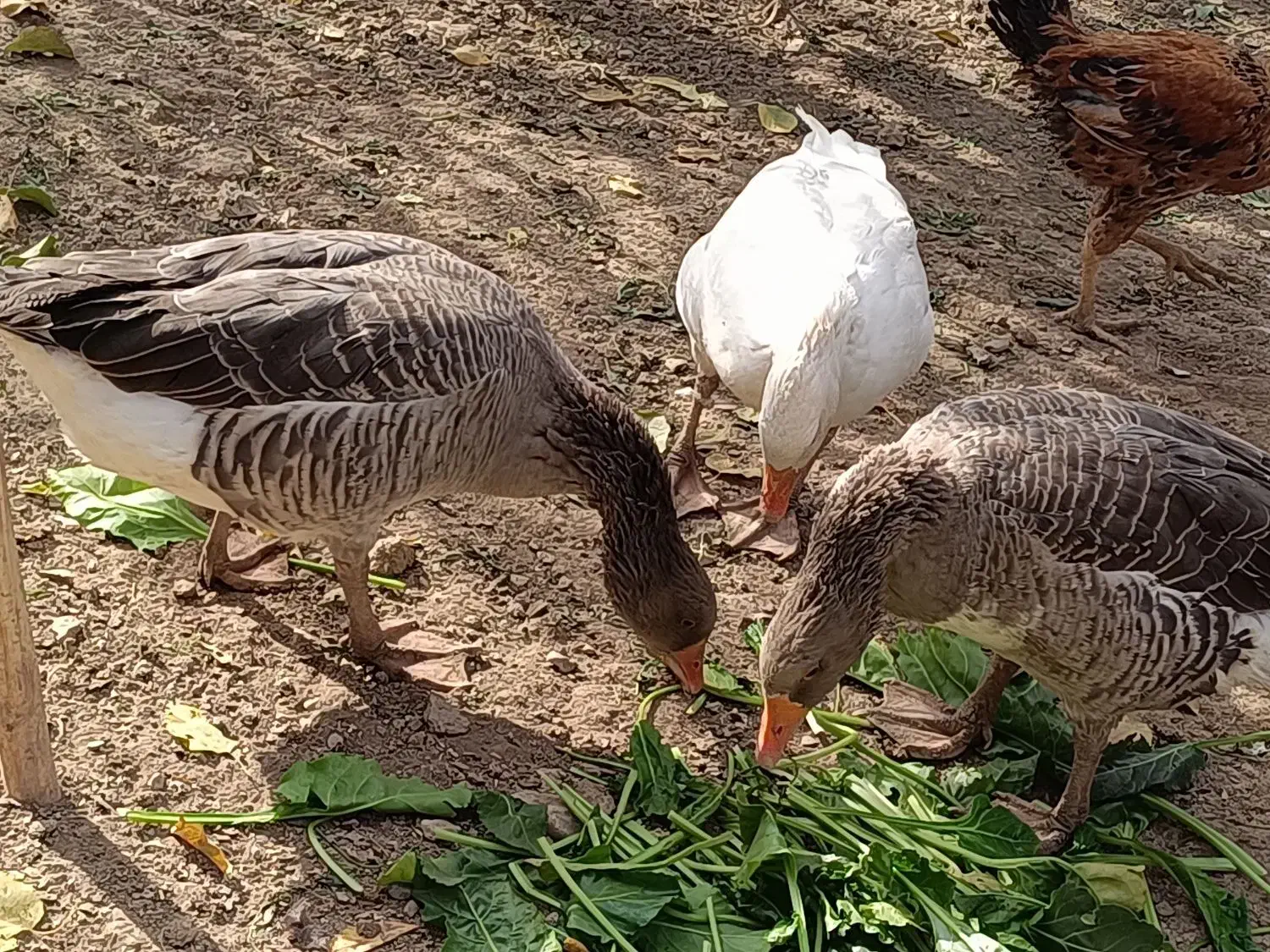 غاز|حیوانات مزرعه|بیلوار, |دیوار