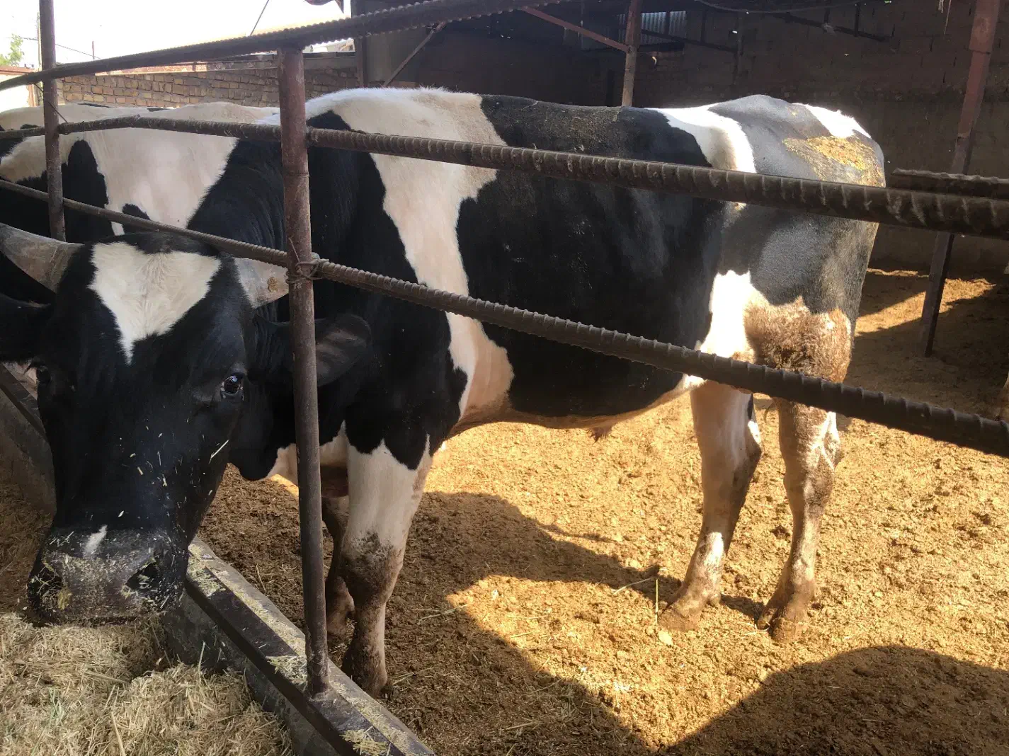 خرید فروش گاو گوشتی گاو افتاده به قیمت مناسب خریدا|حیوانات مزرعه|قزوین, |دیوار