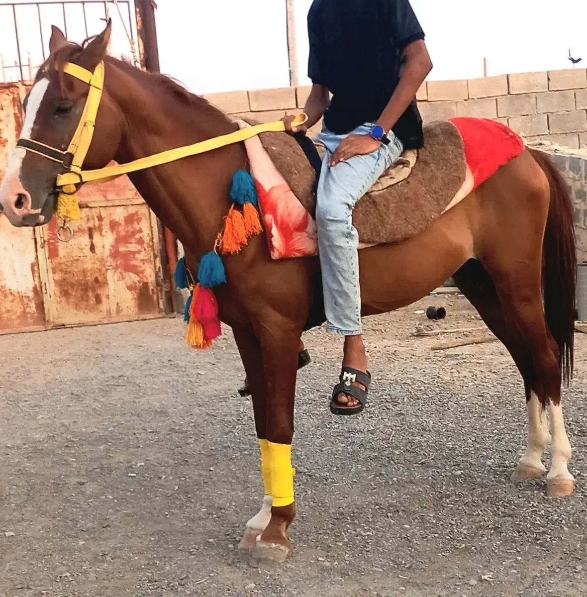 اسب نریون|اسب و تجهیزات اسب‌سواری|رامشیر, |دیوار