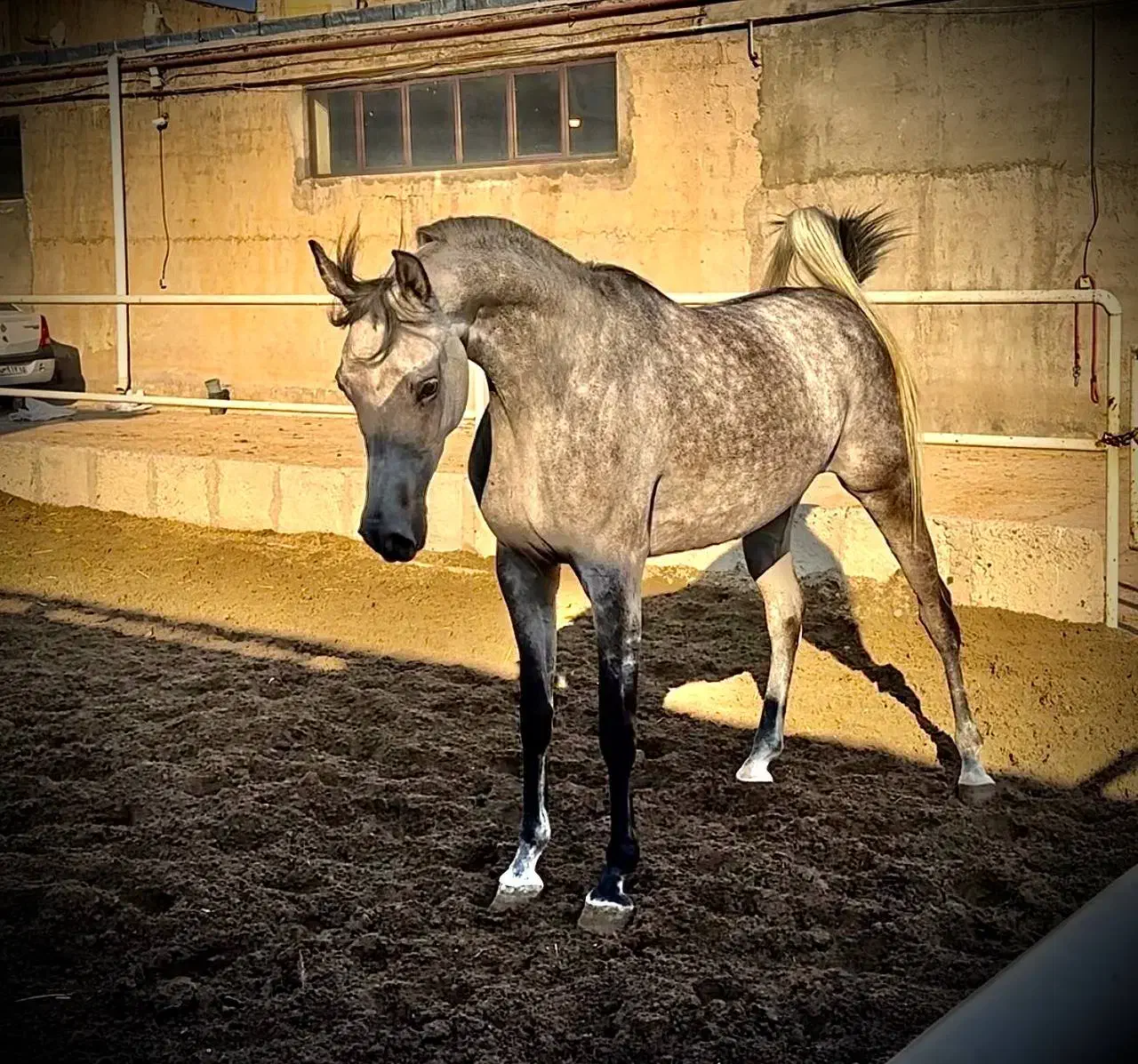 مادیان عرب دوسر|اسب و تجهیزات اسب‌سواری|تبریز, |دیوار