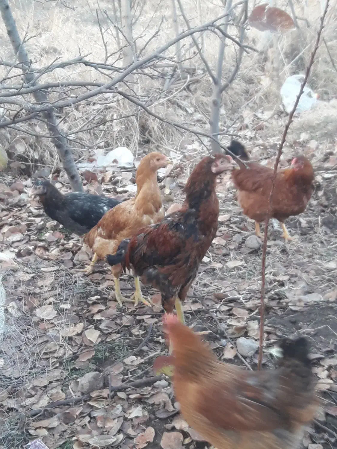 خروس|حیوانات مزرعه|مشگین شهر, |دیوار