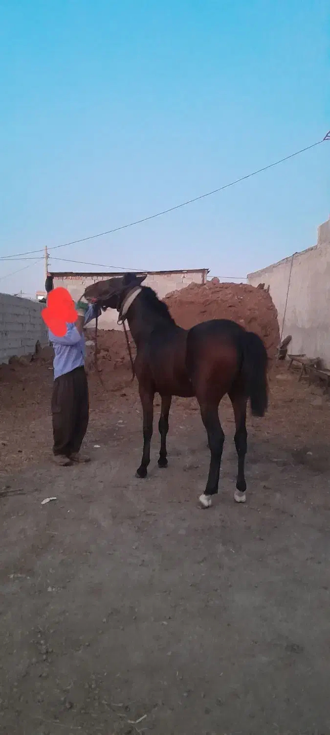 فروش اسب|اسب و تجهیزات اسبسواری|پارسآباد, |دیوار