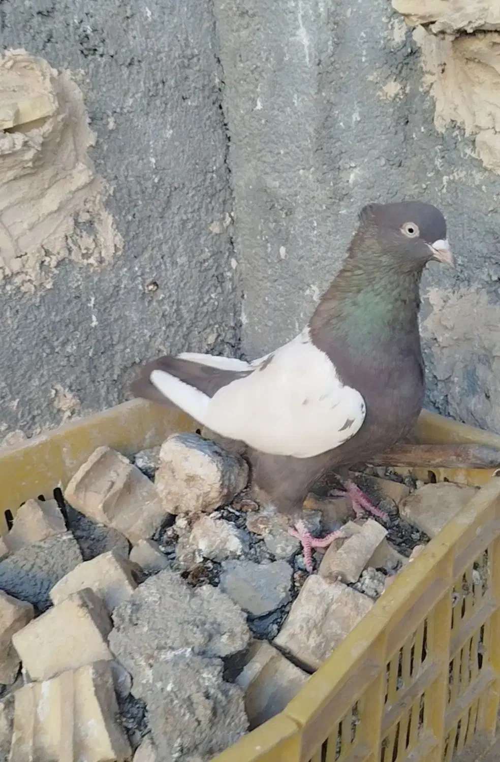 چندتا حیون رنگی|پرنده|رادکان, |دیوار