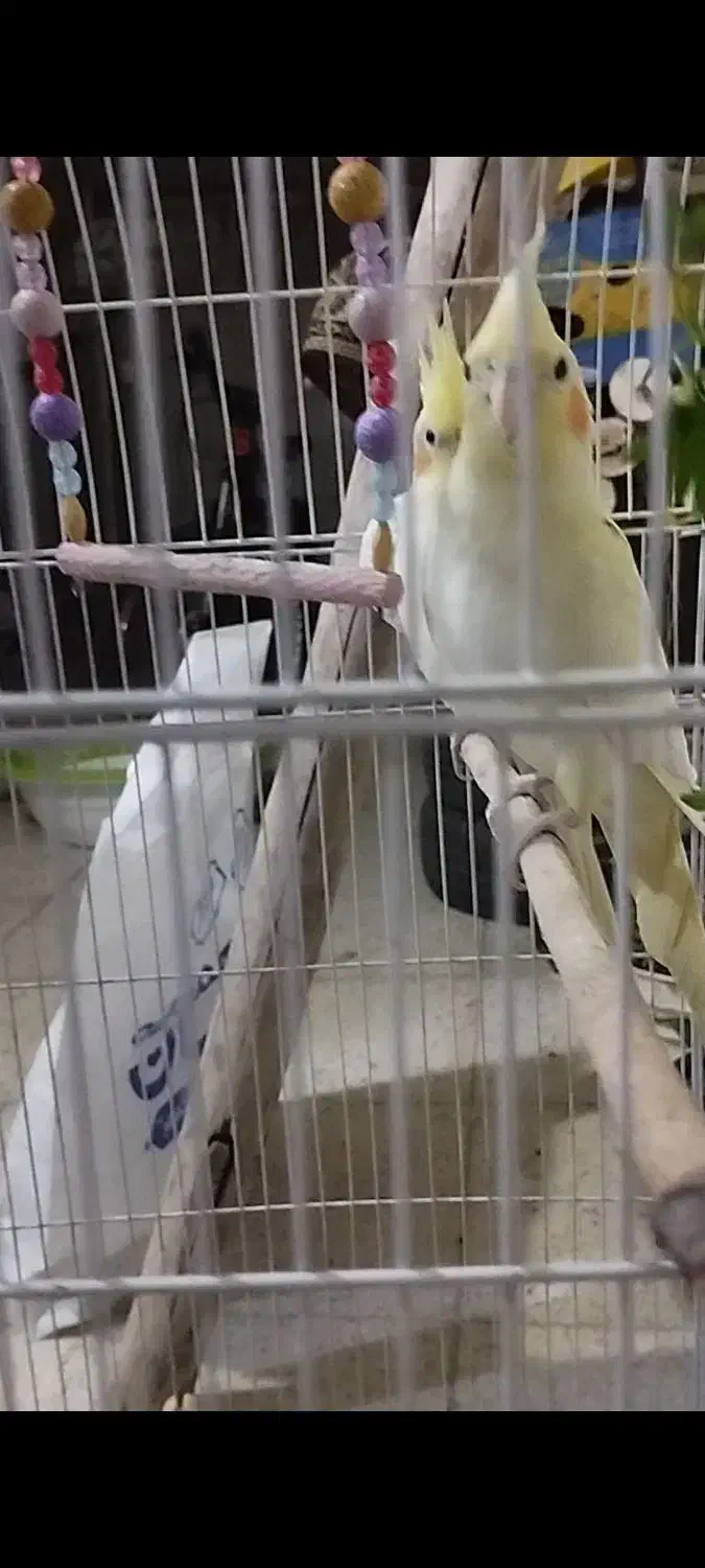 عروس هلندی|پرنده|کرمانشاه, |دیوار