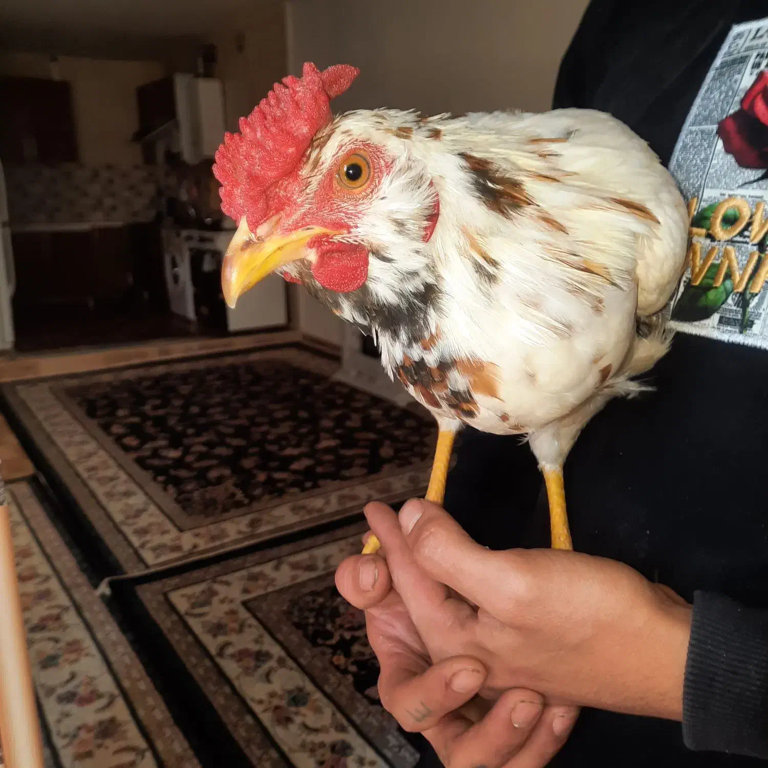 مرغ خروس|حیوانات مزرعه|کرج, آق تپه|دیوار