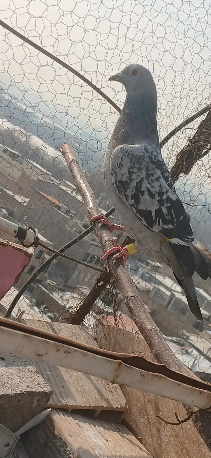 کفتر پلاکی|پرنده|محمدشهر, محمدشهر|دیوار