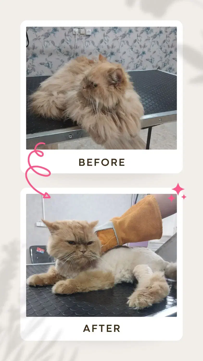 اصلاح و شستشوی حیوانات (سگ و گربه) در کلینیک|خدمات پیشه و مهارت|یزد, |دیوار