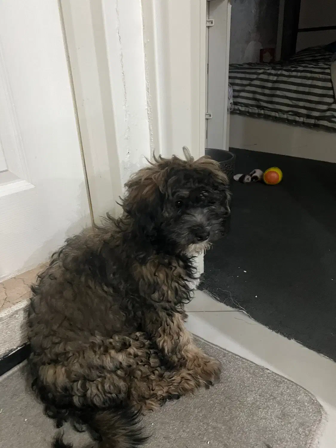 پودل تریر|سگ|تهران, ارامنه|دیوار