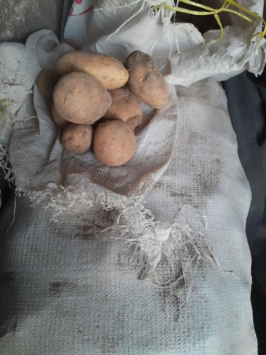 سیب زمینی|خوردنی و آشامیدنی|خرمآباد, |دیوار