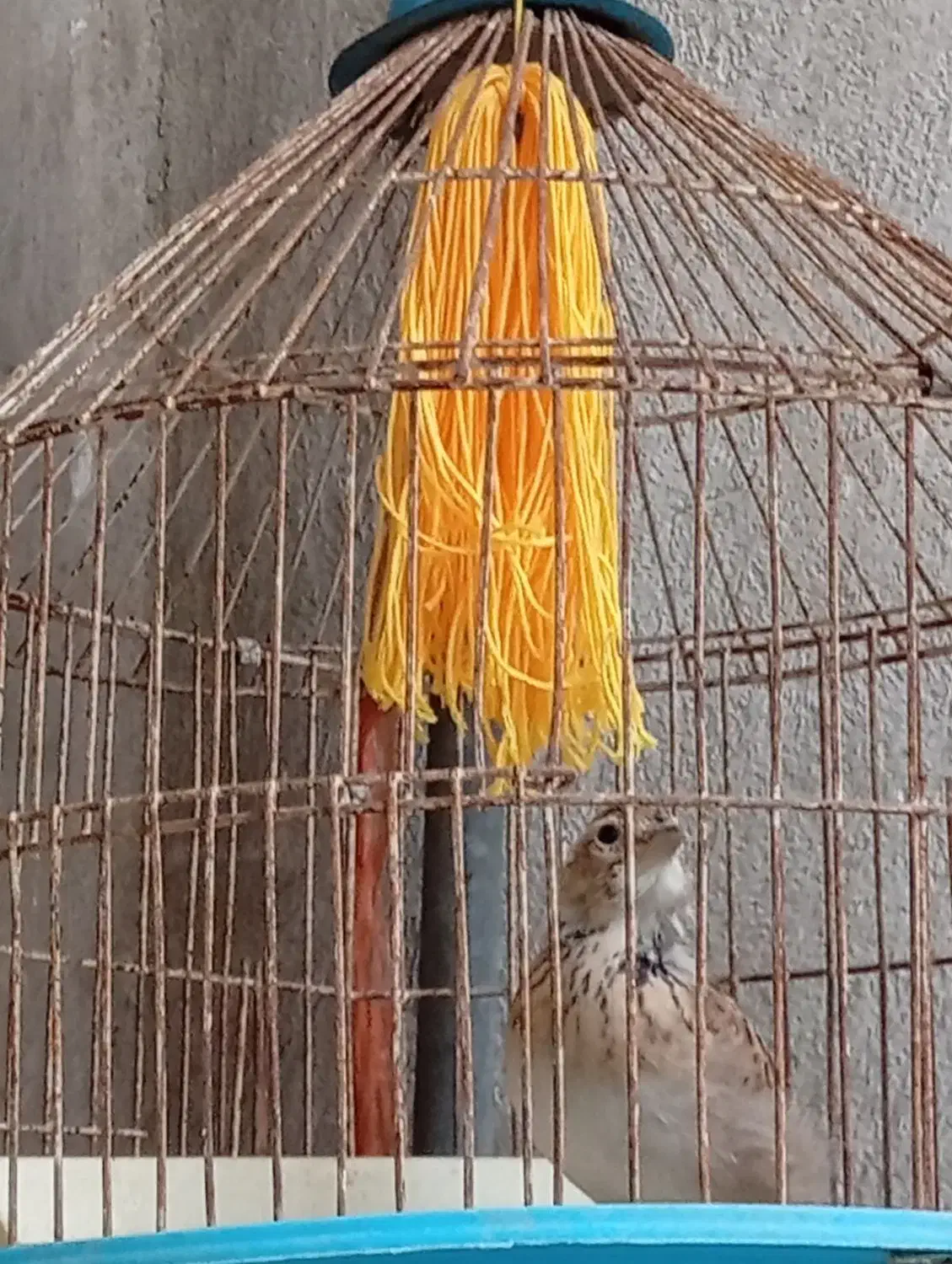 یه قناری یه خاکی سهره|پرنده|گرگان, |دیوار