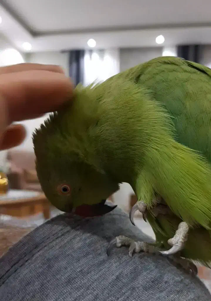 طوطی ملنگو فول دستی|پرنده|صدرا-فارس, فاز ۱|دیوار