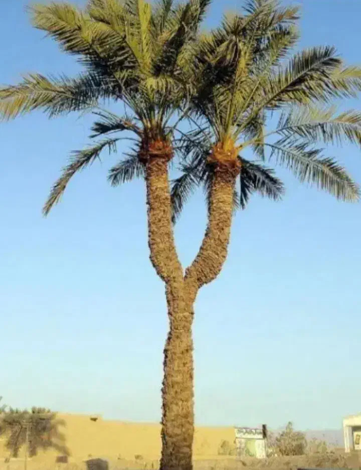 فروش آپارتمان تک خواب|فروش آپارتمان|شیراز, فاضل|دیوار
