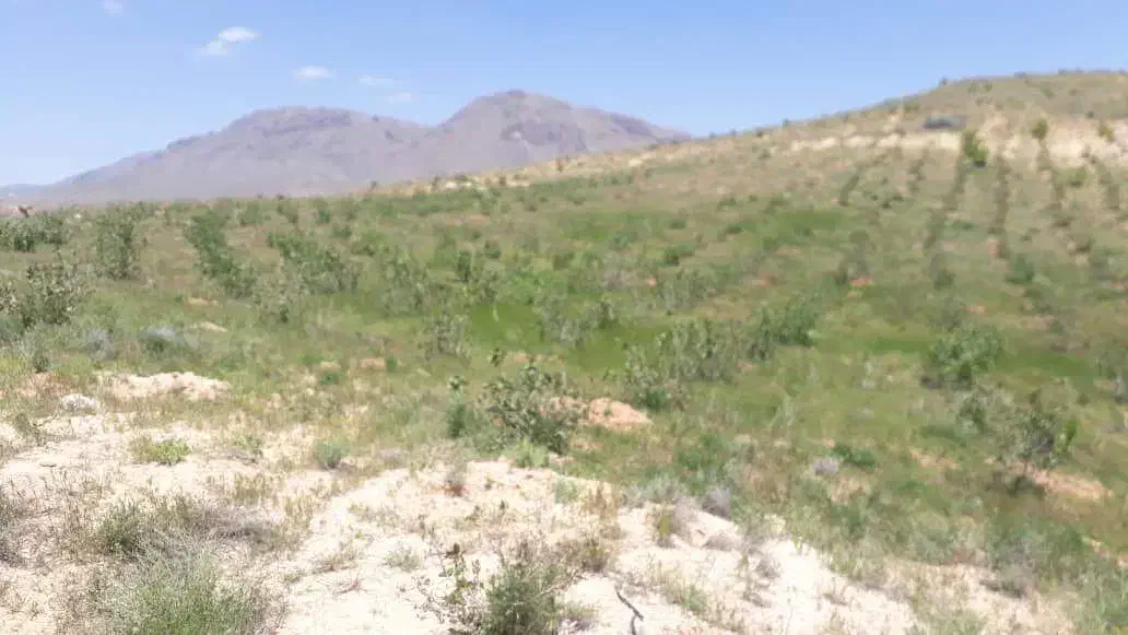 باغ و زمین با آب|فروش زمین و ملک کلنگی|ابرکوه, |دیوار