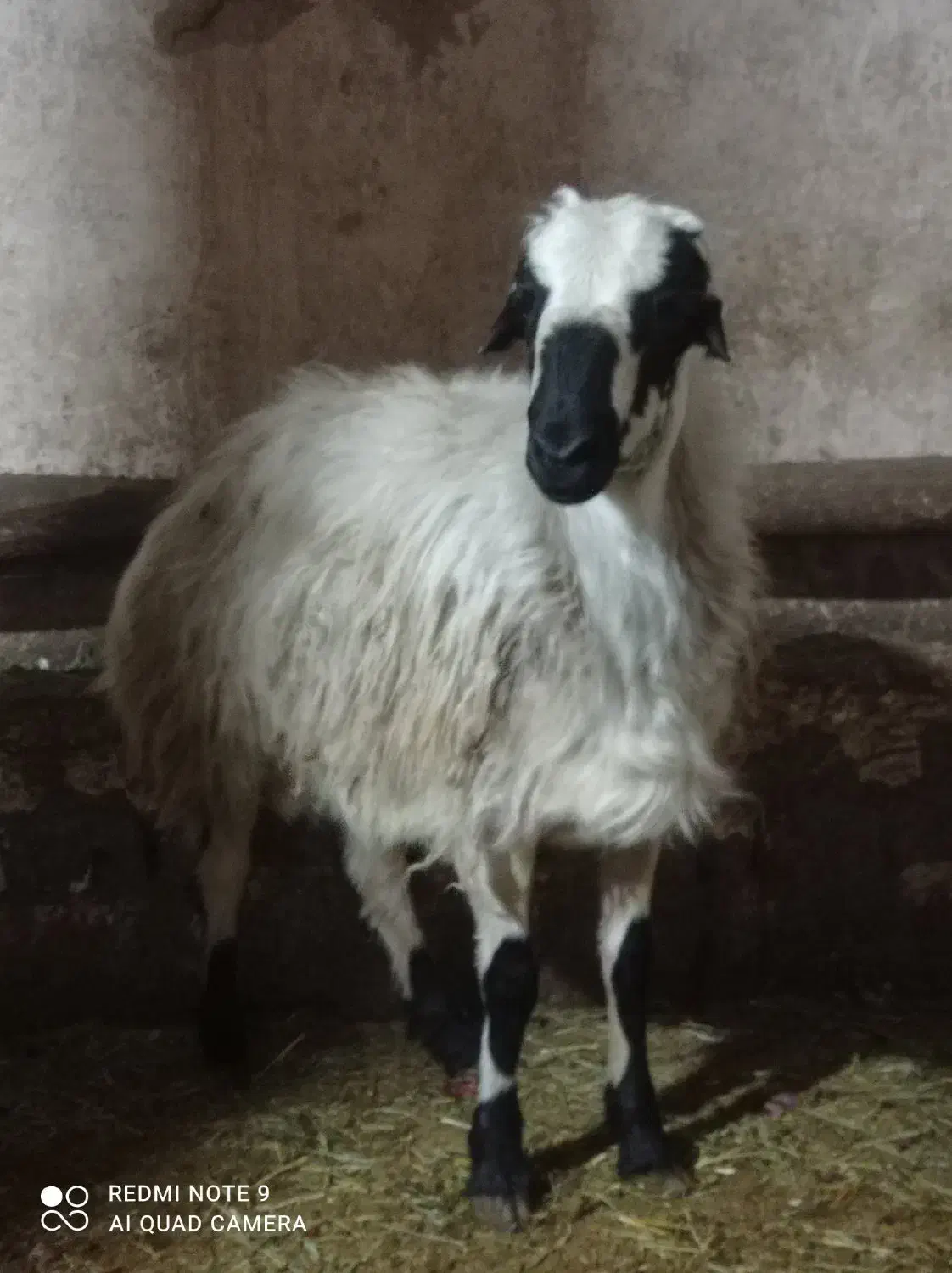 کوسفندنر|حیوانات مزرعه|باروق, |دیوار