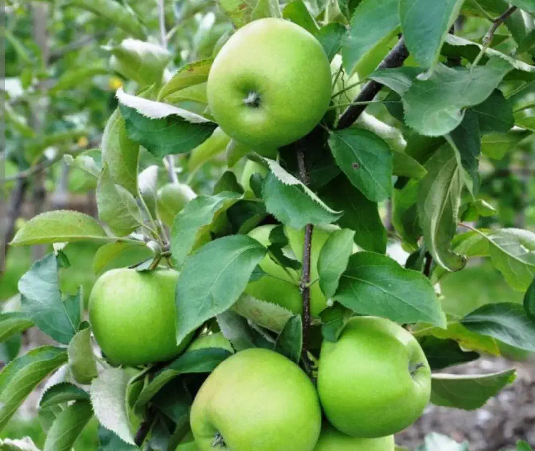 باغ سیب ۱۸ساله|فروش زمین و ملک کلنگی|پیرانشهر, |دیوار