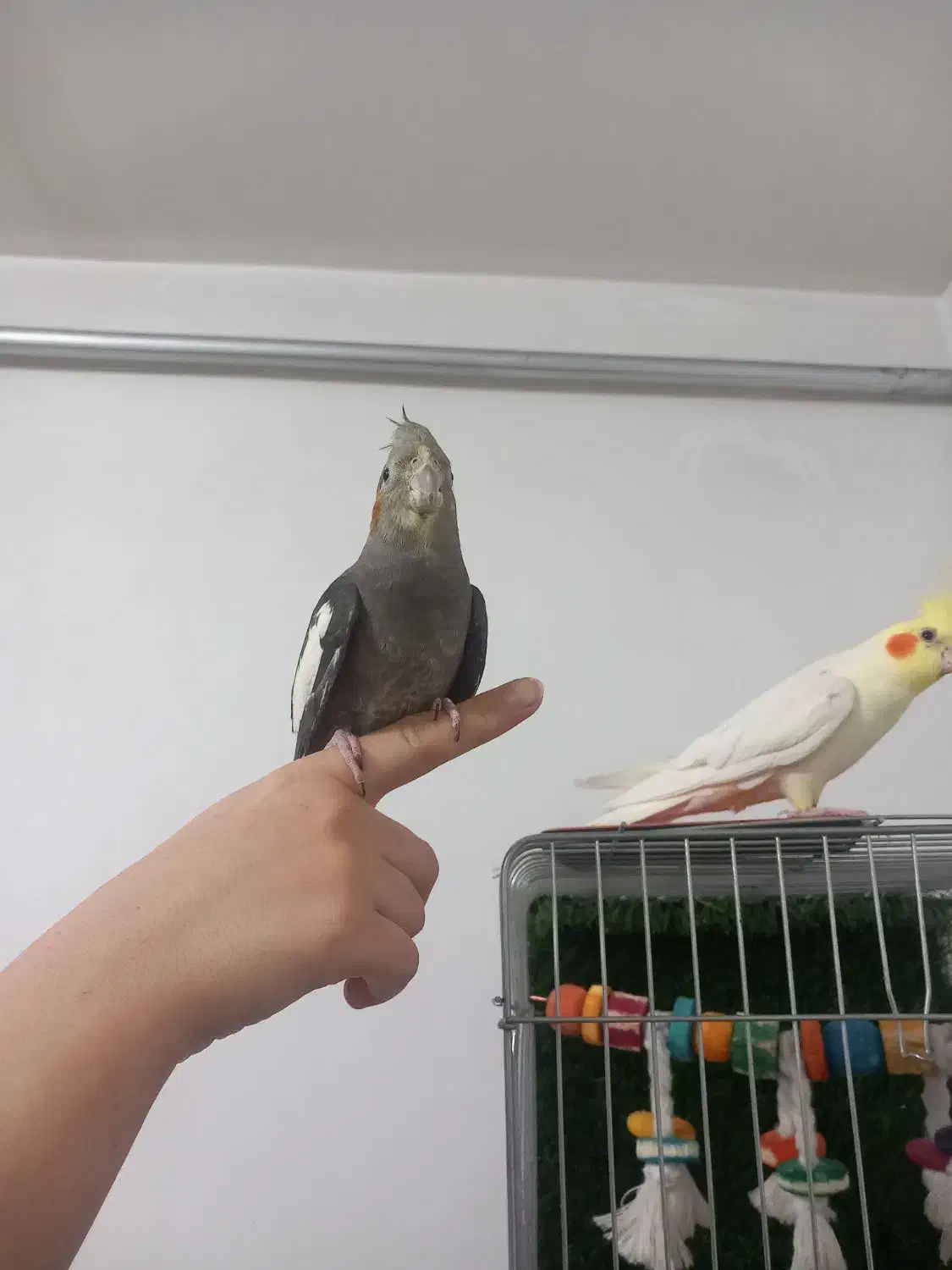 عروس هلندی نیمه اهلی ماده|پرنده|پیرانشهر, |دیوار