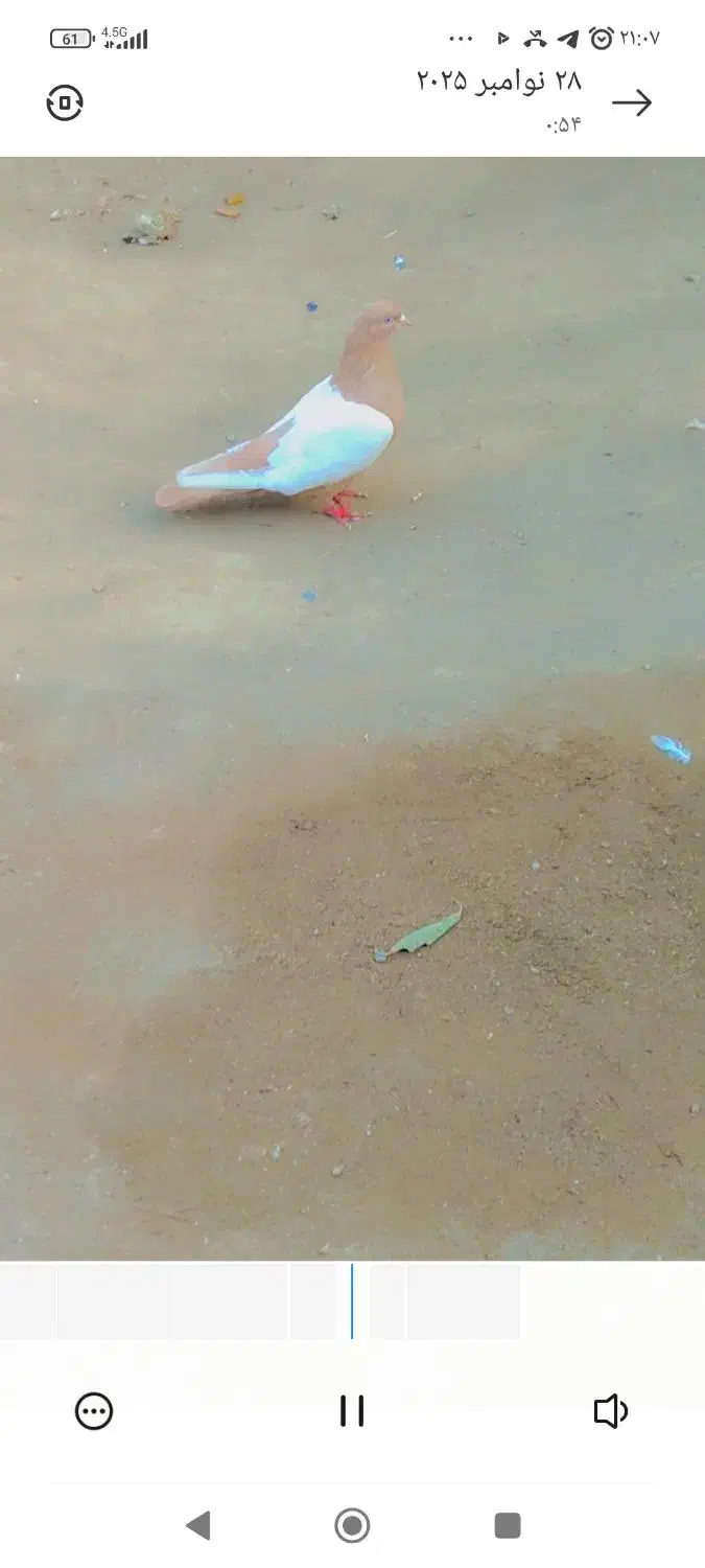 سینه زرد ماده|پرنده|خسروشاه, |دیوار