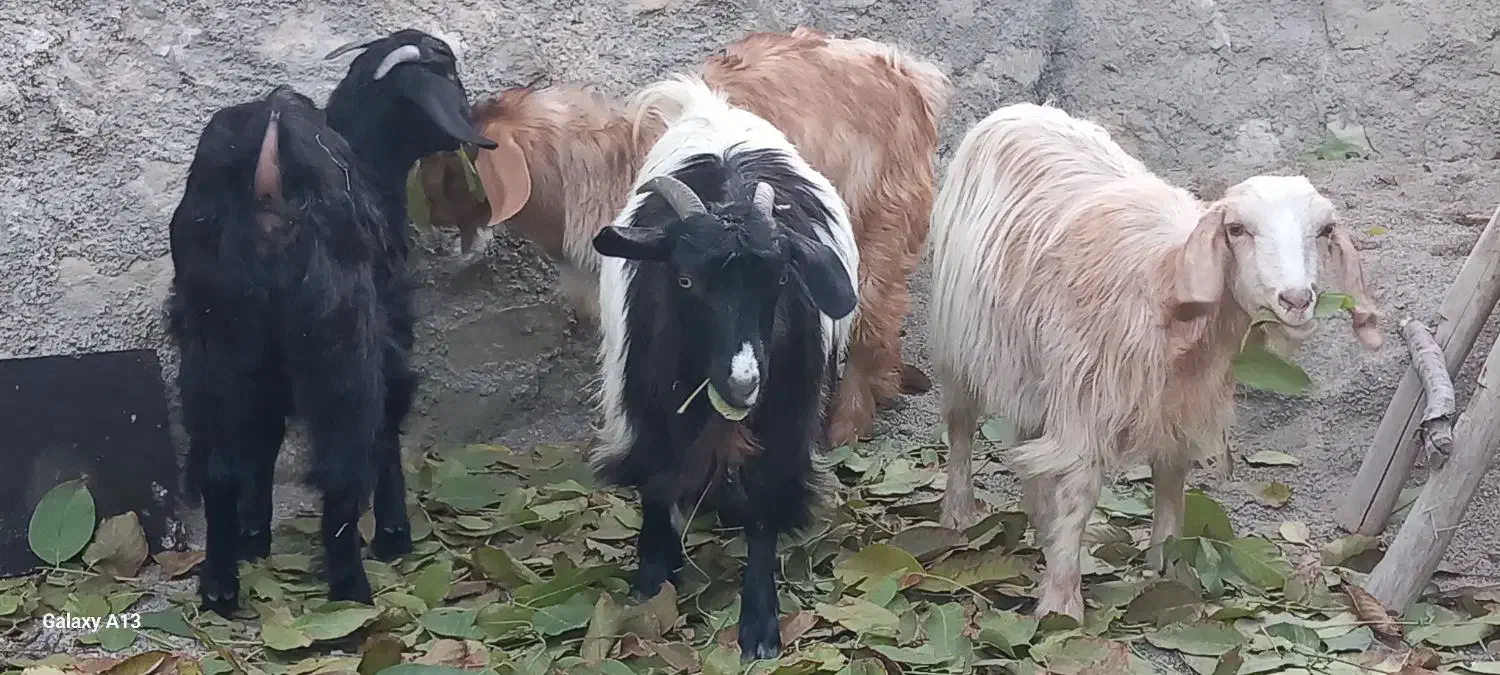 بزغاله|حیوانات مزرعه|شیروان (خراسان), |دیوار