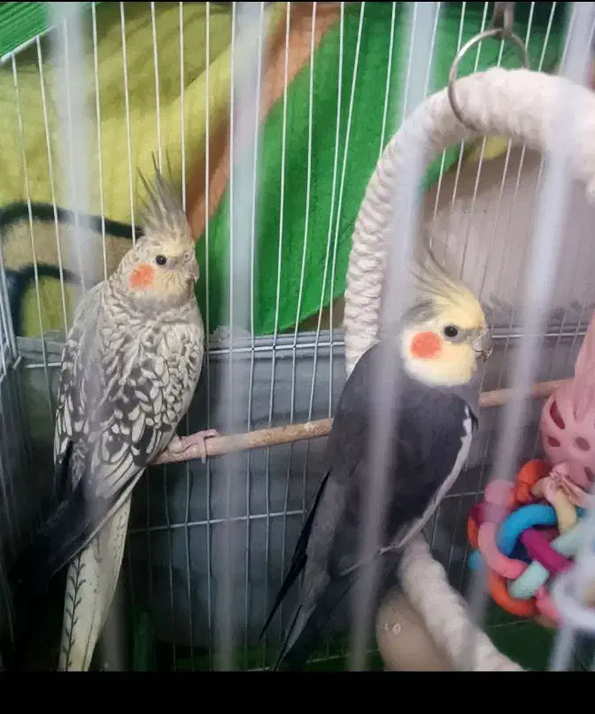 عروس هلندی|پرنده|کیش, |دیوار