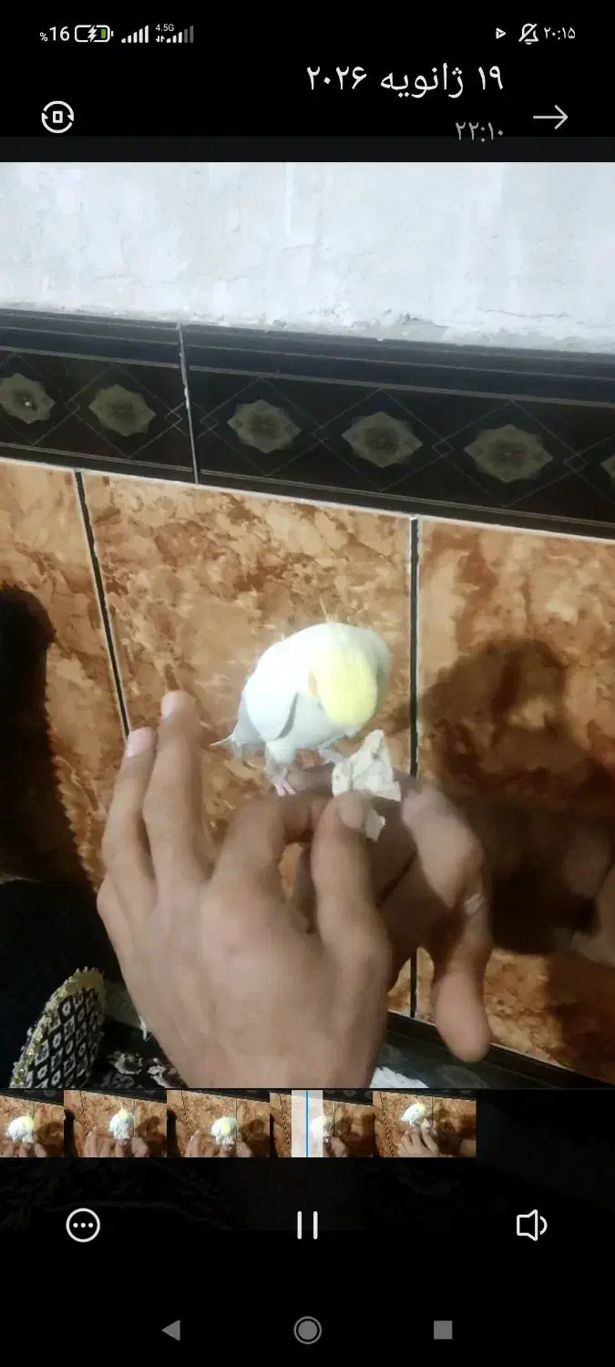 عروس هلندی|پرنده|دهدشت, |دیوار