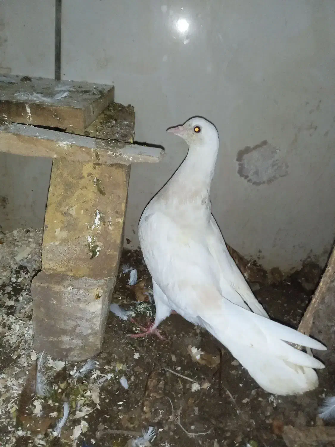 کفتر|پرنده|گناباد, |دیوار